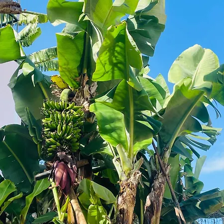 Casa de hóspedes Cozy House